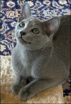 Eero