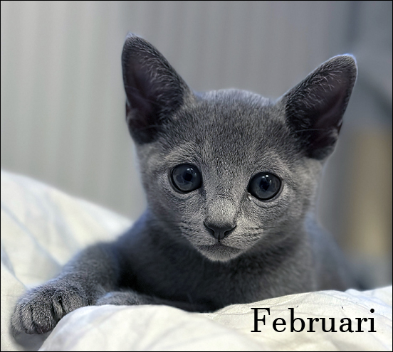Diamond Meow's Alvin